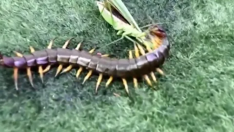 CLIP: Cuộc đối đầu sinh tử giữa rết độc và bọ ngựa, cái kết đầy bất ngờ