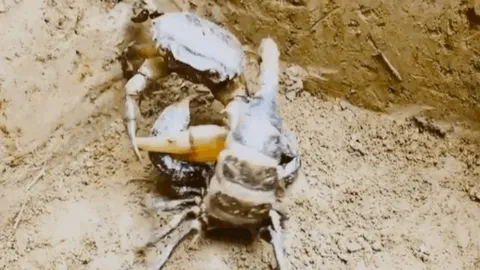 CLIP: Cuộc chiến khốc liệt, bọ cạp truy đuổi hạ gục cua đồng và cái kết đầy bất gờ