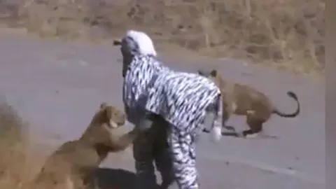 CLIP: Đóng giả ngựa vằn trêu sư tử, 2 chàng trai lập tức 'nếm trái đắng'