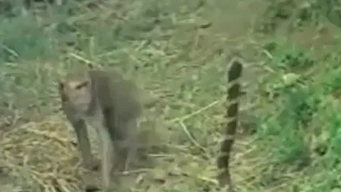 CLIP: Bị khỉ cà khịa, rắn hổ mang nổi điên đáp trả và cái kết khó đoán