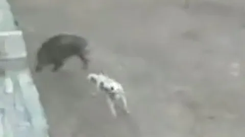 CLIP: Bị chó Pitbull tấn công, lợn rừng có màn 'bẻ lái' cực ngầu