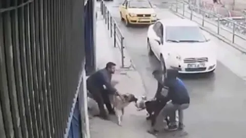CLIP: Màn tử chiến 'nảy lửa' của chó Pitbull và chó Kangal giữa đường phố
