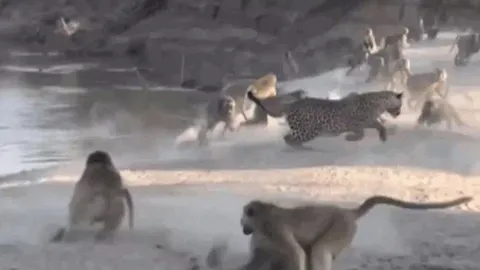 CLIP: Báo hoa mai 'bỏ của chạy lấy người' khi bị đàn khỉ đầu chó hù dọa