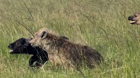 CLIP: Linh cẩu chật vật vật săn trâu rừng, đến khi thành công lại bị sư tử ‘nẫng tay trên’