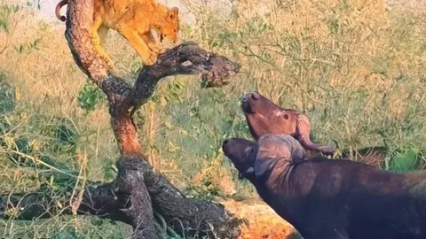 CLIP: Bị trâu rừng truy sát, sư tử phải trèo lên cây trốn chạy