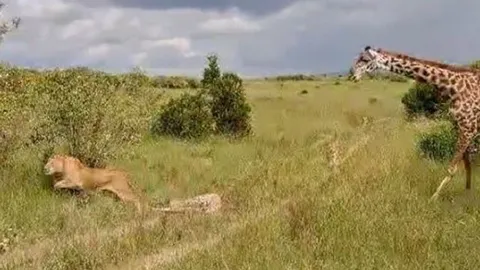 CLIP: Hươu cao cổ mẹ ác chiến với bầy sư tử, giải cứu con non