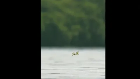 CLIP: Cảnh tượng săn mồi ngoạn mục, cá phi thân tóm gọn đôi chuồn chuồn trong chớp mắt