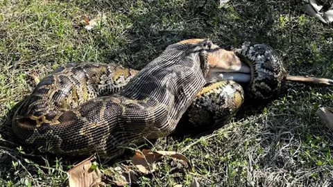 Trăn Miến Điện khổng lồ gây choáng với màn nuốt chửng hươu đuôi trắng nặng hơn 1/2 trọng lượng cơ thể