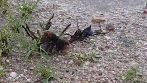 CLIP: Cuộc chiến sinh tử giữa ong bắp cày ký sinh với nhện độc khổng lồ, cái kết đầy khốc liệt