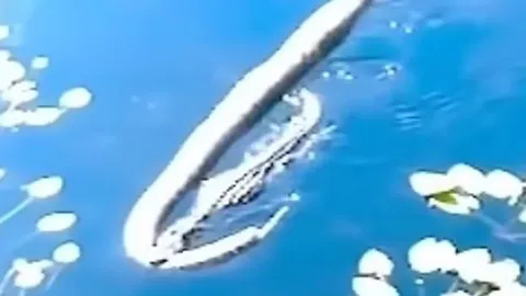 CLIP: Cá sấu lôi xác trăn khổng lồ trên sông