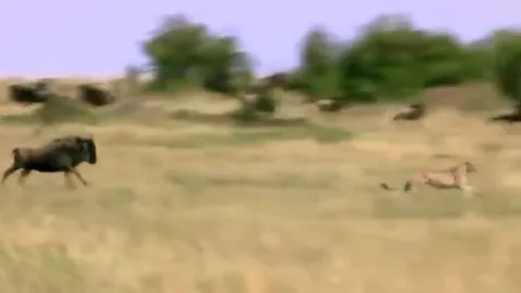 CLIP: 'Nghẹt thở' trước màn truy sát báo săn để giải cứu con nhỏ của linh dương đầu bò