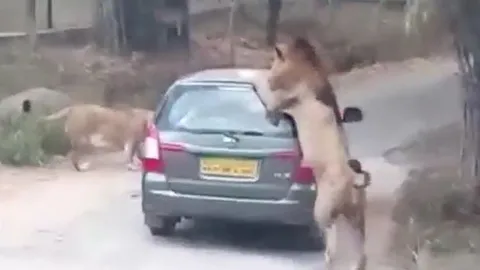 CLIP: Sư tử đực nổi điên, lao tới cắn xé xe ô tô khiến du khách hoảng hồn