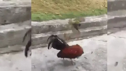 CLIP: Chim sẻ táo tợn khiến gà trống phải "bỏ chạy" trong trận chiến bất ngờ