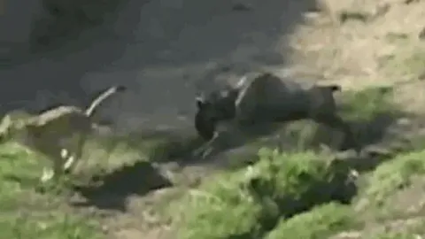 CLIP: Ngoạm được chặt cổ linh dương đầu bò, kết cục sư tử lại bị con mồi truy sát ngược