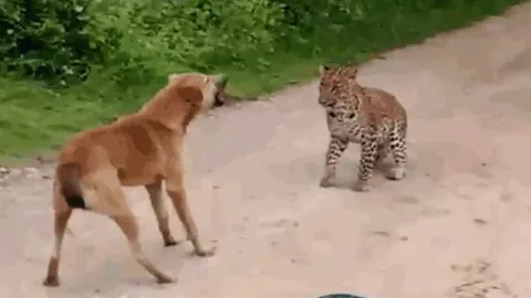 CLIP: Đi săn gặp ngay chó nhà 'đanh đá', báo hoa mai nhận cái kết 'muối mặt'