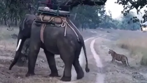 CLIP: Hổ Bengal chặn đường voi nhà rồi nhận cái kết khiến người xem 'sốc'