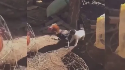 CLIP: Cún con quyết liệt ngăn cản cuộc chiến liệt giữa 2 con gà trống