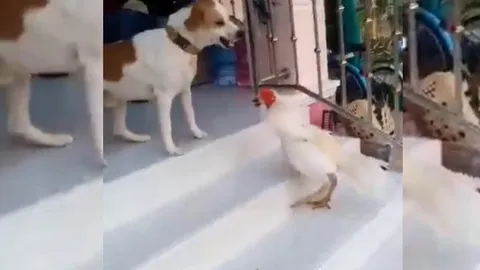 CLIP: Cuộc đối đầu kịch tính giữa gà trống và chó đực, "nhỏ mà có võ"