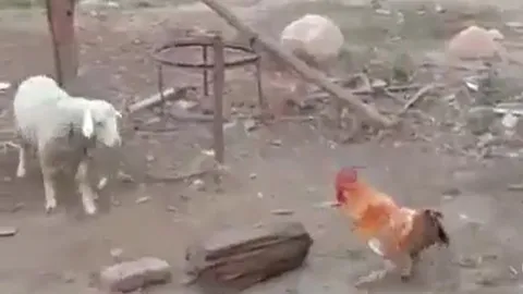 CLIP: Cuộc chạm trán bất ngờ giữa cừu trắng và gà trống, bài học đắt giá cho kẻ bắt nạt