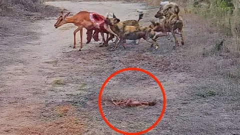 CLIP: Chó hoang thể hiện sự khát máu kinh hoàng, ‘xẻ thịt’ linh dương khi con mồi đang còn sống