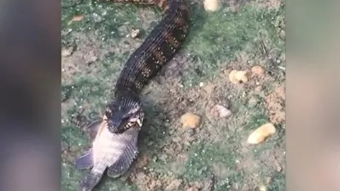 CLIP: Cá rô phi tuyệt vọng vùng vẫy trong miệng rắn nước