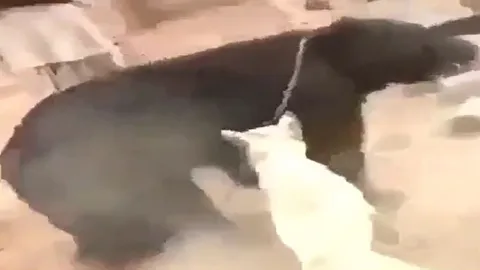 CLIP: 'Nín thở' xem màn tử chiến của chó ngao và gấu đen 'khổng lồ'