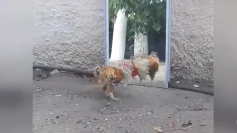 CLIP: Gà trống "kiệt sức" vì quyết đấu với hình bóng trong gương