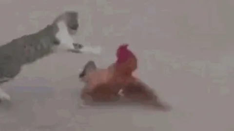 CLIP: Mèo "thách đấu" gà trống và cái kết khó đỡ