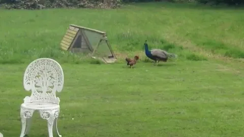 CLIP: Cuộc đối đầu kịch tính giữa gà trống và chim công "khủng"