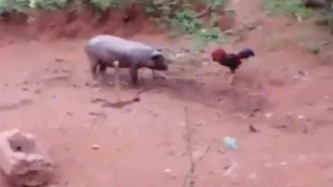 CLIP: Cuộc "đọ sức" hài hước giữa gà trống và lợn, cái kết không ngờ