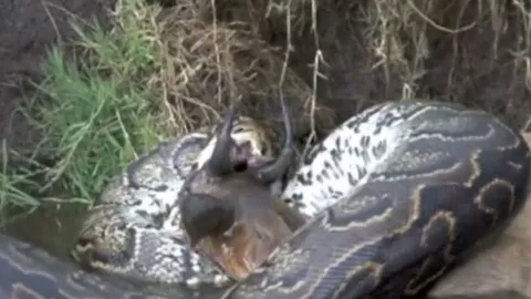 CLIP: Ngỡ ngàng trước cảnh trăn khổng lồ nuốt chửng linh dương