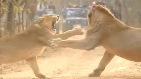 CLIP: Sư tử "đanh đá", thách thức quyền uy tối thượng của sư tử đực