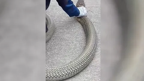 CLIP: Rắn hổ mang chúa “khủng” dài 3,4 mét gây hoảng loạn trong ngôi nhà