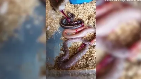 CLIP: Rùng mình trước cảnh trăn mẹ "khổng lồ" hạ sinh con