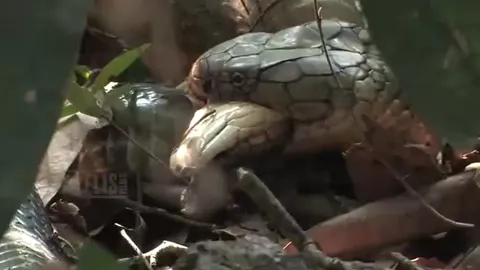 CLIP: Hãi hùng trước cảnh hổ mang chúa đực tàn nhẫn ăn thịt bạn tình trong rừng sâu