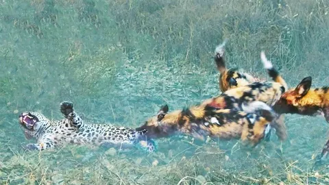 CLIP: Báo hoa mai sát hại chó hoang con và cái kết thê thảm cho kẻ ‘sát nhân’