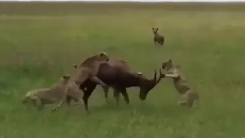 CLIP: Bị 5 con báo săn tóm gọn, linh dương vẫn thoát chết ngoạn mục nhờ 'vị khách không mời'