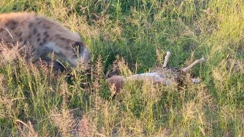 CLIP: Linh cẩu tham ăn, vô tình giúp linh dương thoát chết thần kỳ khỏi hàm trăn khổng lồ