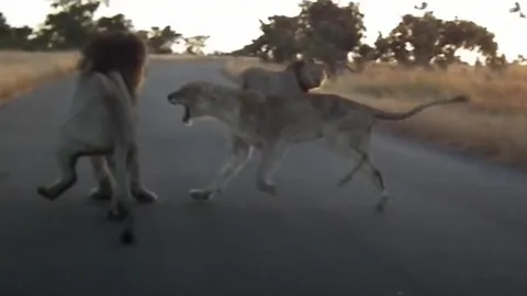 CLIP: Sư tử cái vùng lên đòi 'quyền nữ vương' khiến sư tử đực chạy té khói