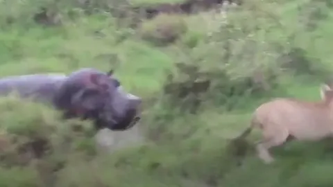 CLIP: Cả gan chọc tức hà mã, sư tử nhận cái kết nhớ đời