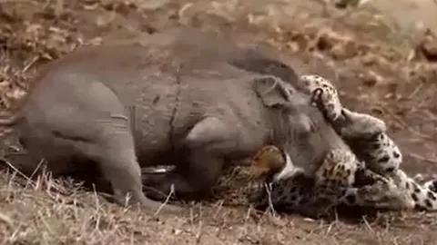 CLIP: Báo hoa mai truy sát lợn rừng con, cái kết thảm cho con mồi nhỏ bé