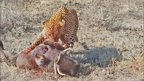 CLIP: Kinh hoàng trước cảnh tượng báo hoa mai ‘phẫu thuật tim hở’ cho lợn bướu