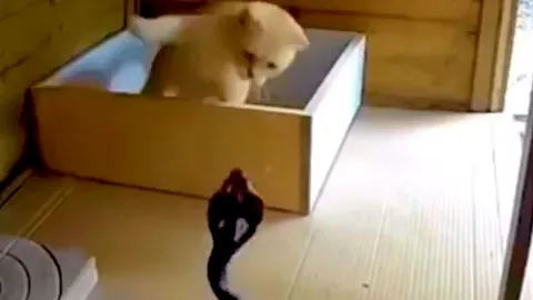 CLIP: Rắn hổ mang lao vào chuồng săn mèo rồi nhận cái kết 'muối mặt'