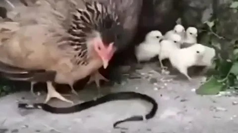 CLIP: Tấn công gà con, cặp rắn hổ mang bị gà mẹ mổ cho 'thừa sống thiếu chết'