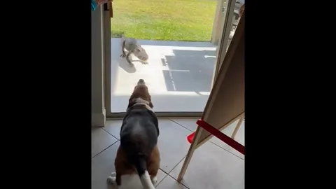 CLIP: Cá sấu "quay đầu" bỏ chạy nhanh như chớp khi đụng độ chó săn