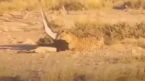 CLIP: Màn săn mồi đầy ngoạn mục, báo hoa mai tóm gọn đại bàng trong nháy mắt