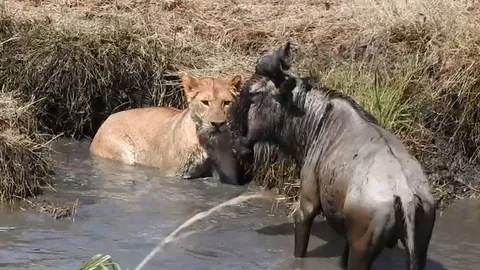 CLIP: Linh dương đầu bò ác chiến giành sự sống trước sư tử và cái kết đầy bất ngờ từ hồ nước nhỏ