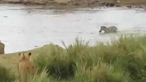 CLIP: Thấy đàn sư tử phục kích trên bờ, ngựa vằn có màn 'bẻ lái'  cực kỳ ngoạn mục