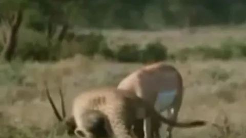 CLIP: Bị 3 con báo săn bao vây, linh dương nổi điên húc thủng bụng kẻ đi săn, thành công thoát thân