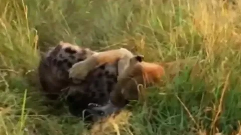 CLIP: Cả gan trộm đồ ăn của sư tử, linh cẩu nhận cái kết thê thảm